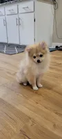 AKC POMERANIAN Teddy, a male Pomeranian for sale in Neosho, MO – 1 of 10
