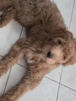 Felipe , a male Goldendoodle for sale in Houston, TX – 3 of 4