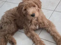 Felipe , a male Goldendoodle for sale in Houston, TX – 2 of 4