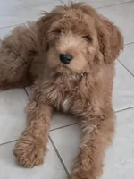 Felipe , a male Goldendoodle for sale in Houston, TX – 4 of 4