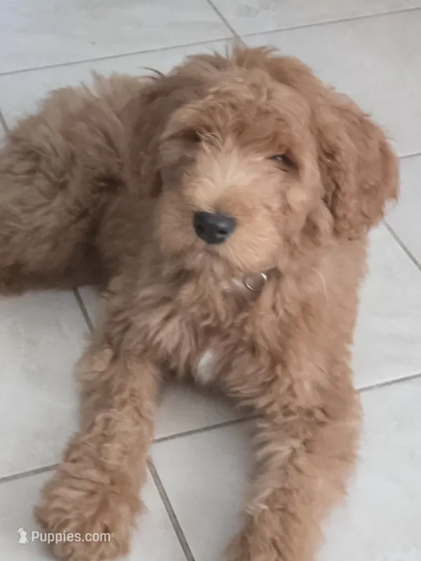 Felipe  – Goldendoodle puppy for sale in Houston, TX