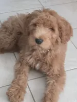 Felipe , a male Goldendoodle for sale in Houston, TX – 1 of 4