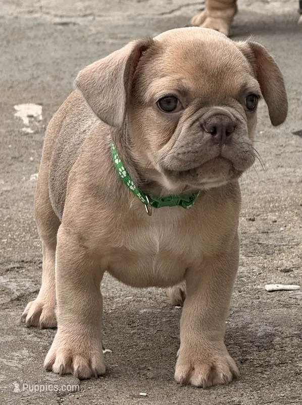 Jack Daniels – French Bulldog puppy for sale in Brooklyn, NY