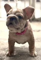 Calli, a female French Bulldog for sale in Brooklyn, NY – 9 of 9