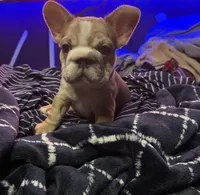 Calli, a female French Bulldog for sale in Brooklyn, NY – 6 of 9