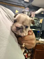 Calli, a female French Bulldog for sale in Brooklyn, NY – Photo 3 of 3