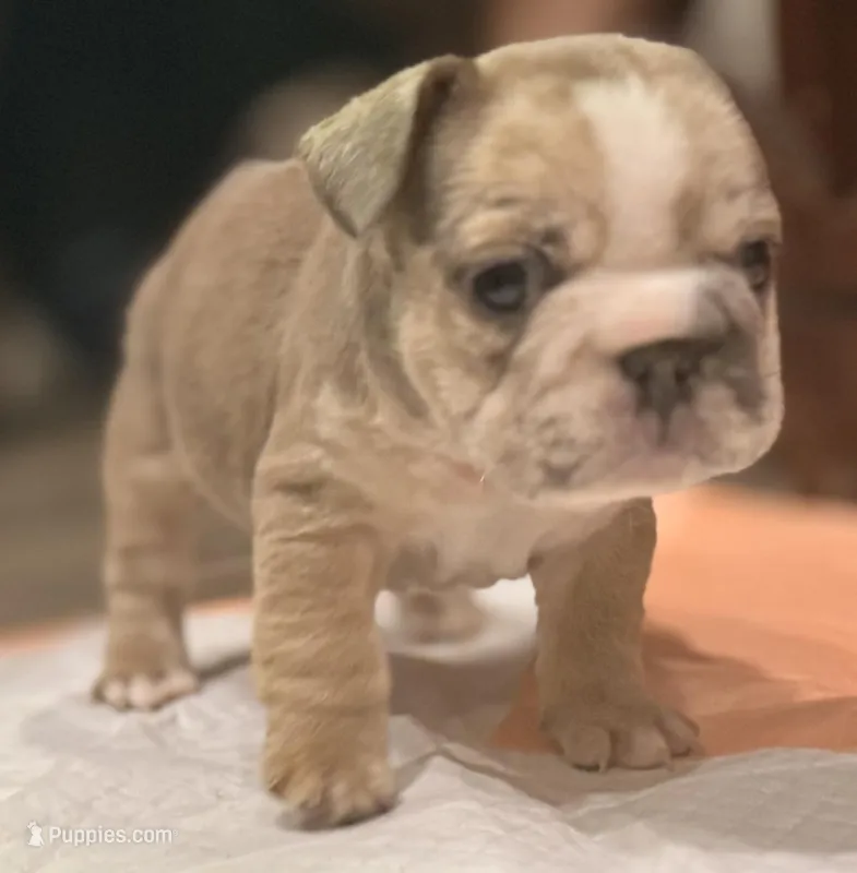 Calli – French Bulldog puppy for sale in Brooklyn, NY