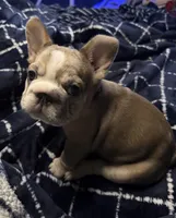 Calli, a female French Bulldog for sale in Brooklyn, NY – 5 of 9