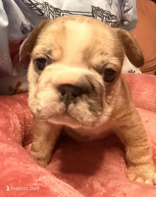 Calli – French Bulldog puppy for sale in Brooklyn, NY