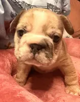 Calli, a female French Bulldog for sale in Brooklyn, NY – Photo 2 of 3