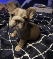 Calli, a female French Bulldog for sale in Brooklyn, NY – 4 of 9