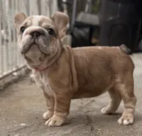 Calli, a female French Bulldog for sale in Brooklyn, NY – 8 of 9