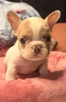 Bento, a male French Bulldog for sale in Brooklyn, NY – Photo 2 of 2