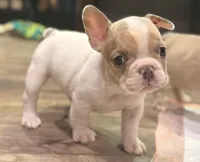 Bento, a male French Bulldog for sale in Brooklyn, NY – Photo 1 of 2