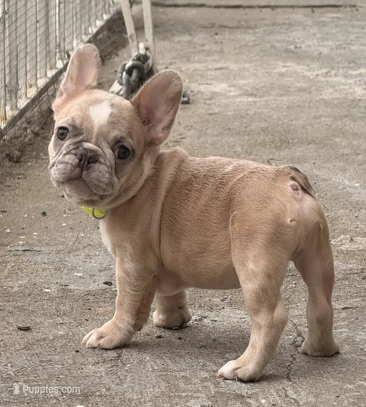 Circles  – French Bulldog puppy for sale in Brooklyn, NY