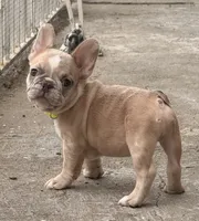 Circles , a male French Bulldog for sale in Brooklyn, NY – 1 of 5