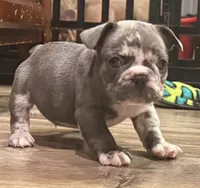 Oreo, a male French Bulldog for sale in Brooklyn, NY – Photo 1 of 5