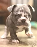 Oreo, a male French Bulldog for sale in Brooklyn, NY – Photo 2 of 5