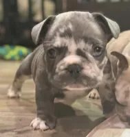 Oreo, a male French Bulldog for sale in Brooklyn, NY – Photo 5 of 5