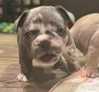 Oreo, a male French Bulldog for sale in Brooklyn, NY – Photo 4 of 5