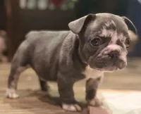 Oreo, a male French Bulldog for sale in Brooklyn, NY – Photo 3 of 5