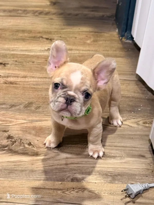 Circles  – French Bulldog puppy for sale in Brooklyn, NY