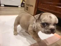 Howard stern , a male French Bulldog for sale in Brooklyn, NY – Photo 2 of 2