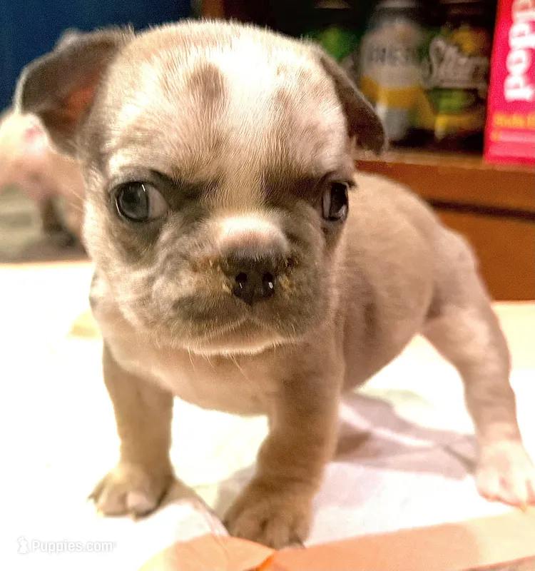 Howard stern , a male French Bulldog for sale in Brooklyn, NY – Photo 1 of 2
