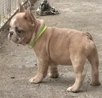 Circles , a male French Bulldog for sale in Brooklyn, NY – 5 of 5