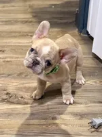 Circles , a male French Bulldog for sale in Brooklyn, NY – 4 of 5