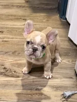 Circles , a male French Bulldog for sale in Brooklyn, NY – 3 of 5
