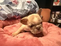 Circles , a male French Bulldog for sale in Brooklyn, NY – Photo 3 of 3