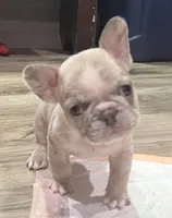 Circles , a male French Bulldog for sale in Brooklyn, NY – Photo 2 of 3