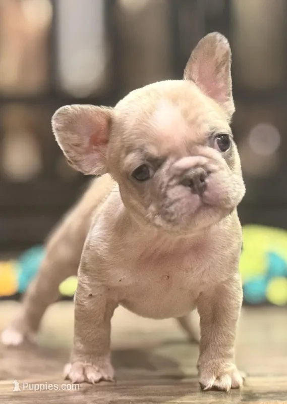 Circles  – French Bulldog puppy for sale in Brooklyn, NY