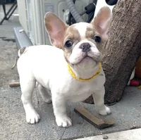 Bento, a male French Bulldog for sale in Brooklyn, NY – 1 of 3