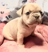 Jack Daniels, a male French Bulldog for sale in Brooklyn, NY – Photo 1 of 3