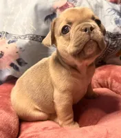 Jack Daniels, a male French Bulldog for sale in Brooklyn, NY – Photo 2 of 3