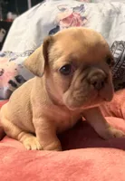 Jack Daniels, a male French Bulldog for sale in Brooklyn, NY – Photo 3 of 3