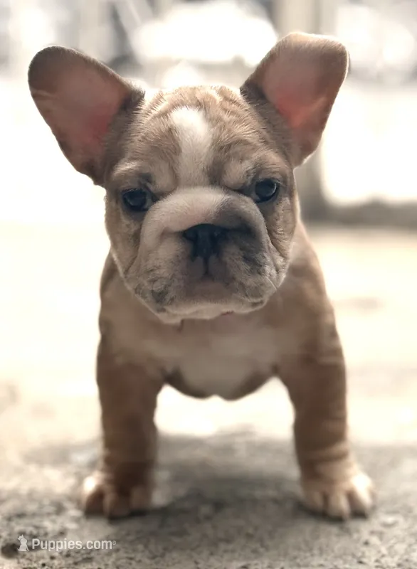 Calli – French Bulldog puppy for sale in Brooklyn, NY
