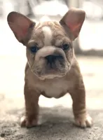 Calli, a female French Bulldog for sale in Brooklyn, NY – 1 of 9