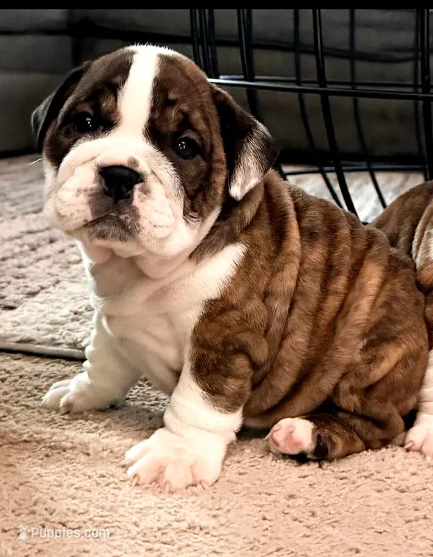 Java – English Bulldog puppy for sale in Woodbridge, VA