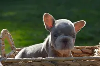 River , a female French Bulldog for sale in Woodbridge, VA – 5 of 5