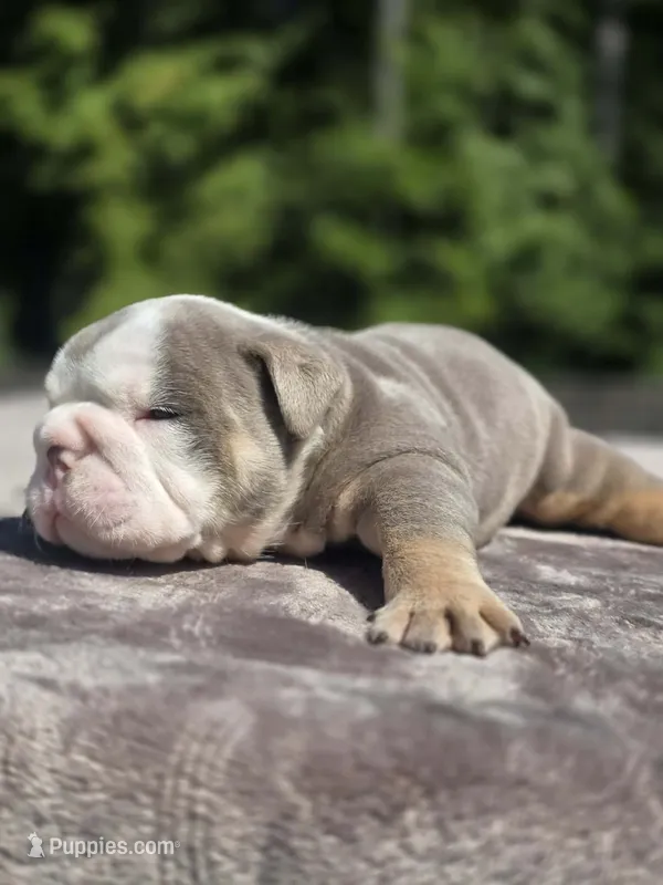 Sydney  – English Bulldog puppy for sale in Woodbridge, VA