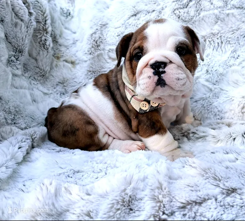 Samwell Tarly  – English Bulldog puppy for sale in Woodbridge, VA