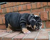BamBam , a male English Bulldog for sale in Woodbridge, VA – 2 of 3