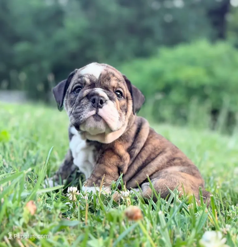 Nova – English Bulldog puppy for sale in Woodbridge, VA