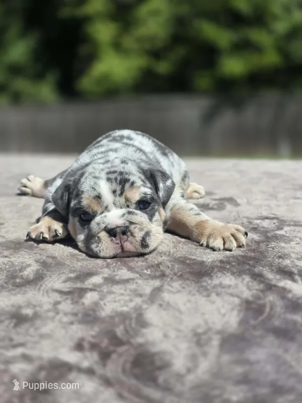 Wemby – English Bulldog puppy for sale in Woodbridge, VA