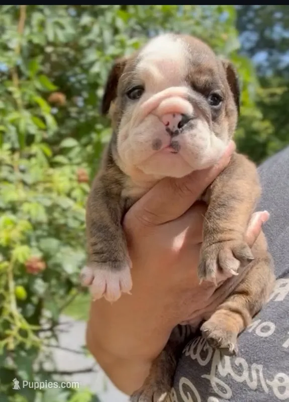 Moochi, a female English Bulldog for sale in Woodbridge, VA – 1 of 4