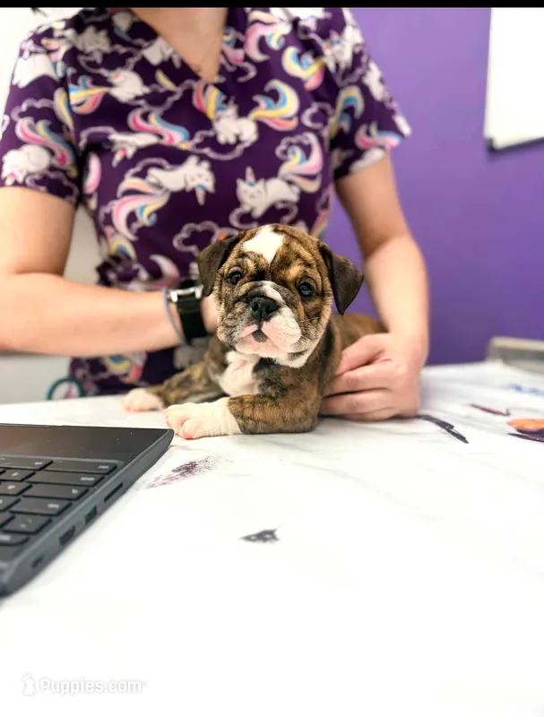 Nova – English Bulldog puppy for sale in Woodbridge, VA