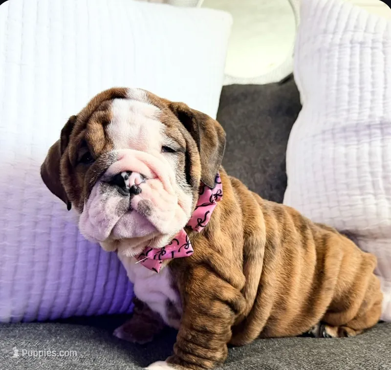 Moochi – English Bulldog puppy for sale in Woodbridge, VA